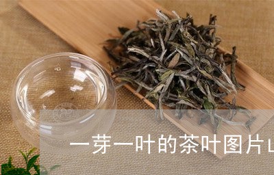 一芽一叶的茶叶图片山水间红茶/2023053124947