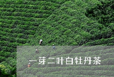 一芽二叶白牡丹茶/2023061525038