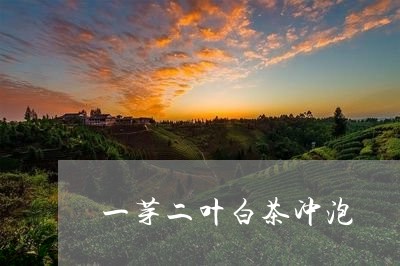 一芽二叶白茶冲泡/2023073048260