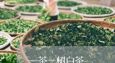 一茶一树白茶/2023051221724