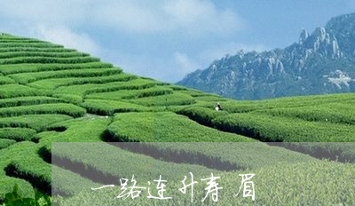 一路连升寿眉/2023051237149