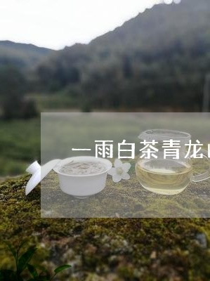 一雨白茶青龙山白牡丹/2023120907160