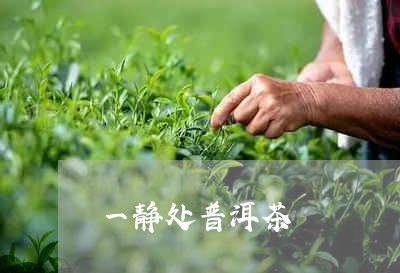 一静处普洱茶/2023042732945