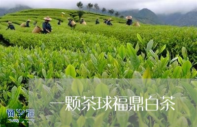 一颗茶球福鼎白茶/2023111595917