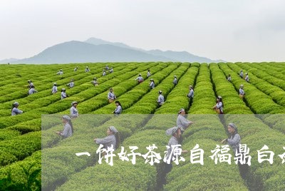 一饼好茶源自福鼎白茶/2023120739484