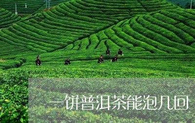 一饼普洱茶能泡几回/2023101636958