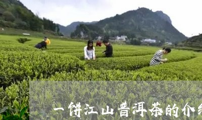 一饼江山普洱茶的介绍/2023061756268