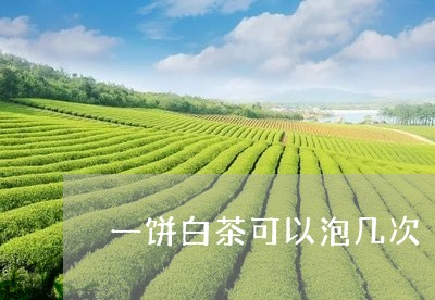 一饼白茶可以泡几次/2023071402705