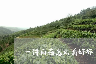 一饼白茶怎么看好坏/2023071451724