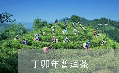 丁卯年普洱茶/2023042746668