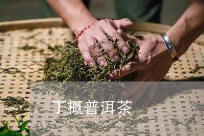 丁概普洱茶/2023090555945