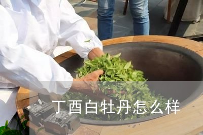 丁酉白牡丹怎么样/2023090691818