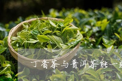 丁香茶与普洱茶能一起喝吗/2023051150684