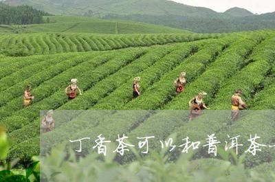 丁香茶可以和普洱茶一起泡茶喝吗/2023060217380