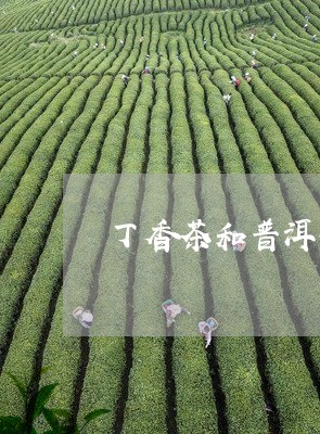 丁香茶和普洱茶哪个好/2023062241807