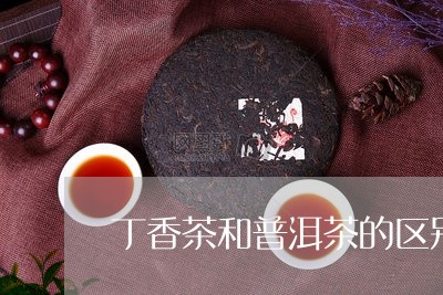 丁香茶和普洱茶的区别/2023061715949