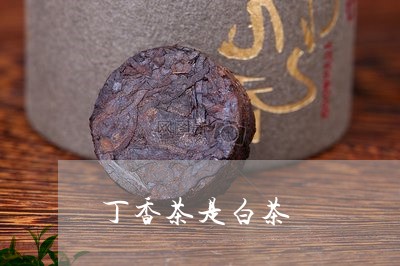 丁香茶是白茶/2023051204940