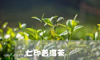 七印普洱茶/2023102551704