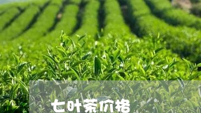 七叶茶价格/2023090228371