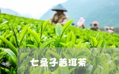 七圣子普洱茶/2023042696792