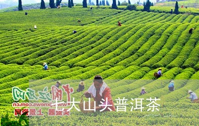 七大山头普洱茶/2023102681593