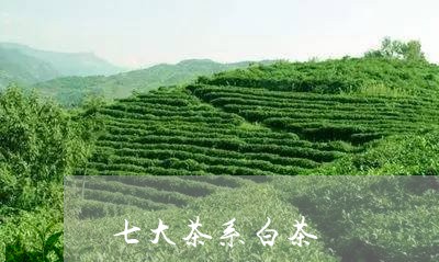 七大茶系白茶/2023051212963