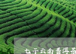 七子云南普洱茶的价格/2023072484035