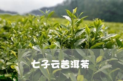 七子云普洱茶/2023081569591