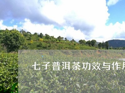 七子普洱茶功效与作用/2023062113957