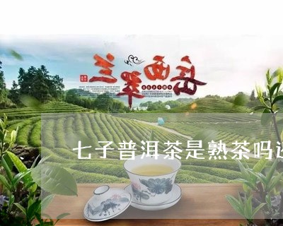 七子普洱茶是熟茶吗还是生茶/2023082625160