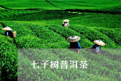 七子树普洱茶/2023042632602