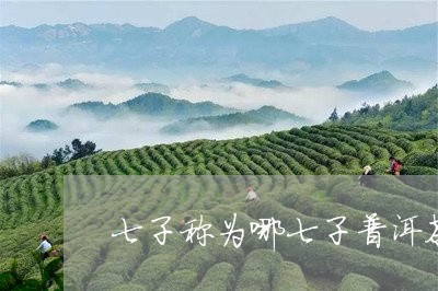 七子称为哪七子普洱茶/2023092796059