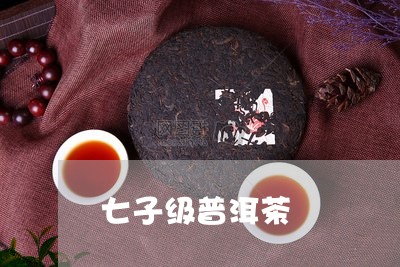 七子级普洱茶/2023042580182