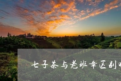 七子茶与老班章区别吗/2023092393039