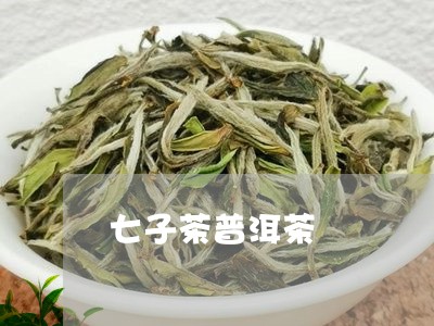 七子茶普洱茶/2023042871694