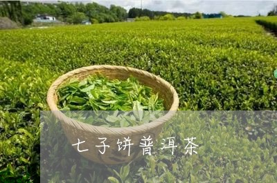 七子饼普洱茶/2023042992339