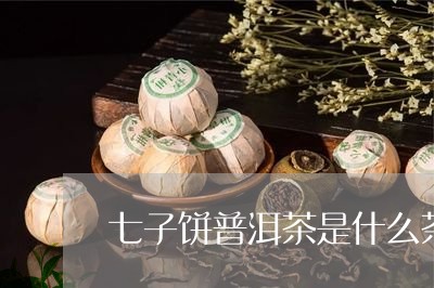 七子饼普洱茶是什么茶/2023062390715