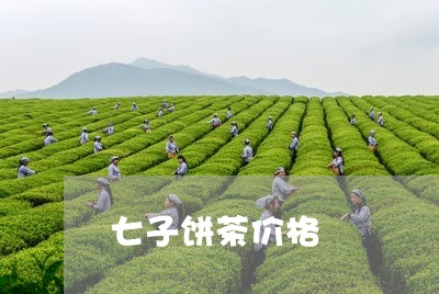 七子饼茶价格/2023042982907