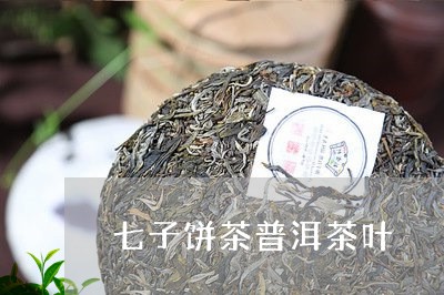 七子饼茶普洱茶叶/2023120416150