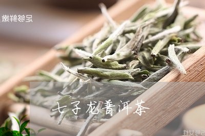 七子龙普洱茶/2023042999776