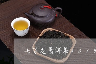 七子龙普洱茶2019/2023100544916