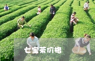 七宝茶价格/2023090204057