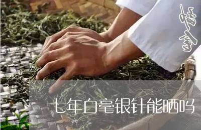 七年白毫银针能晒吗/2023091469593