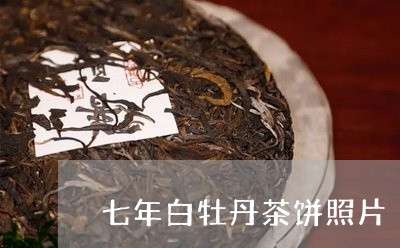 七年白牡丹茶饼照片/2023120594936