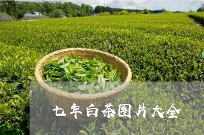 七年白茶图片大全/2023061504361