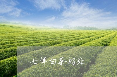 七年白茶好处/2023051225147