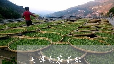 七年白茶药效/2023051285949