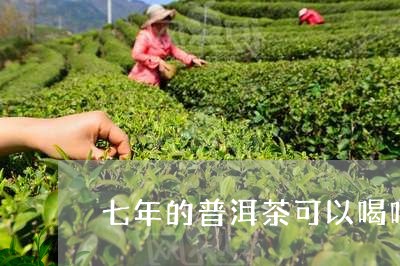 七年的普洱茶可以喝吗/2023061571404