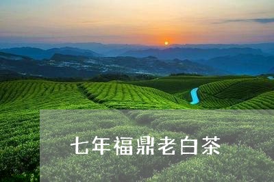 七年福鼎老白茶/2023112511615