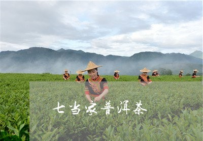 七当家普洱茶/2023081862049